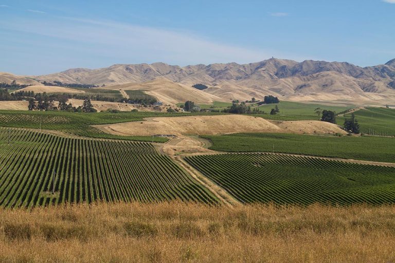 marlborough winery vineyards picton new zealand 768x512